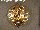 Kronenorden - Bruststern zum Großkreuz dieses Ordens - Silber - teils vergoldet